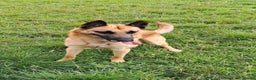 Belgian Shepherd Dog dogs for stud: Fully health tested, proven, KC reg Malinois stud in Treorchy - Advert 4
