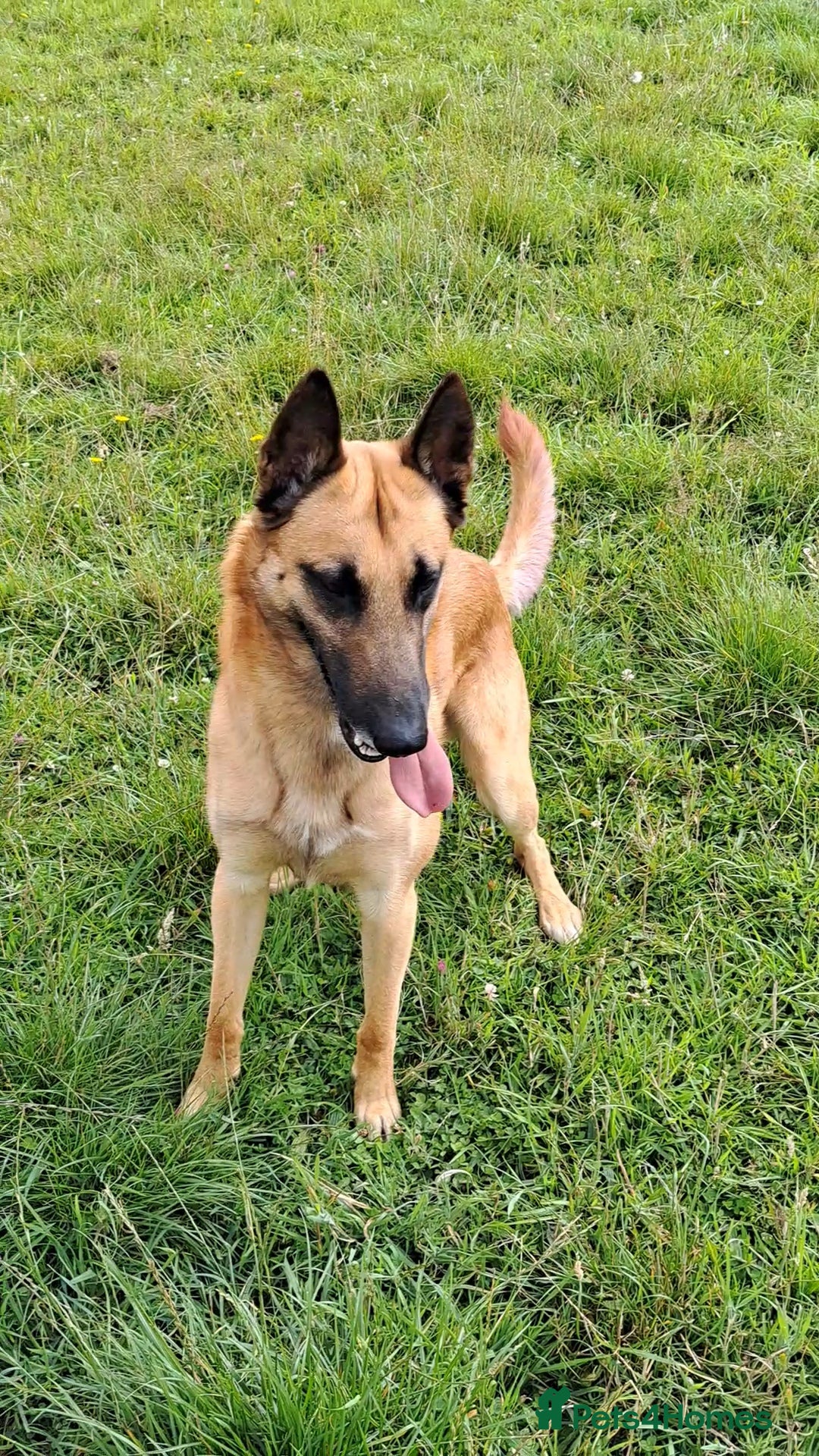 Belgian Shepherd Dog dogs for stud: BVA HEALTH TESTED, Proven, KC, BSD Malinois stud in Treorchy - Image 2