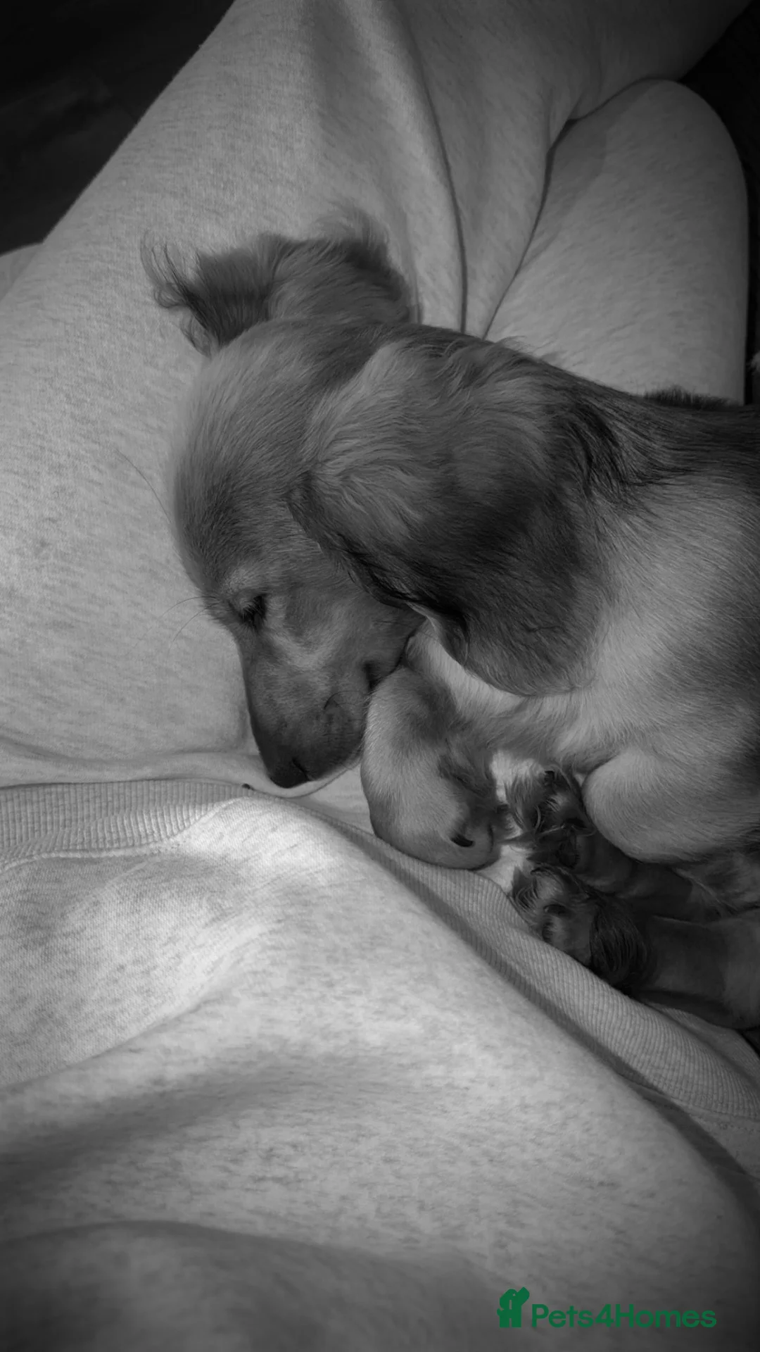 Dachshund dogs for sale: Daschund - Advert 3