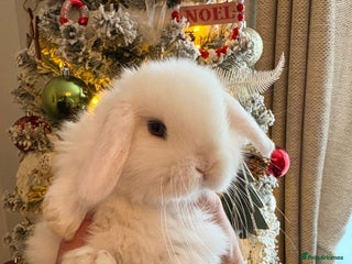 Mini Lop rabbits female mini lop babies - Advert 16
