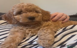 Cockapoo dogs for sale: Cockapoo puppies! 2 left! Ready 20/08/25 - Image 18