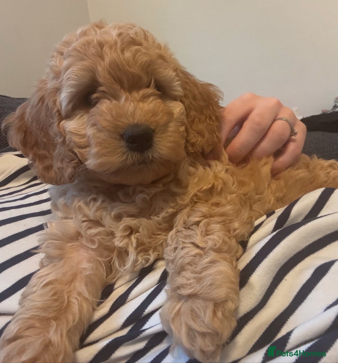 Cockapoo dogs for sale: Cockapoo puppies! 2 left! Ready 20/08/25 - Image 18
