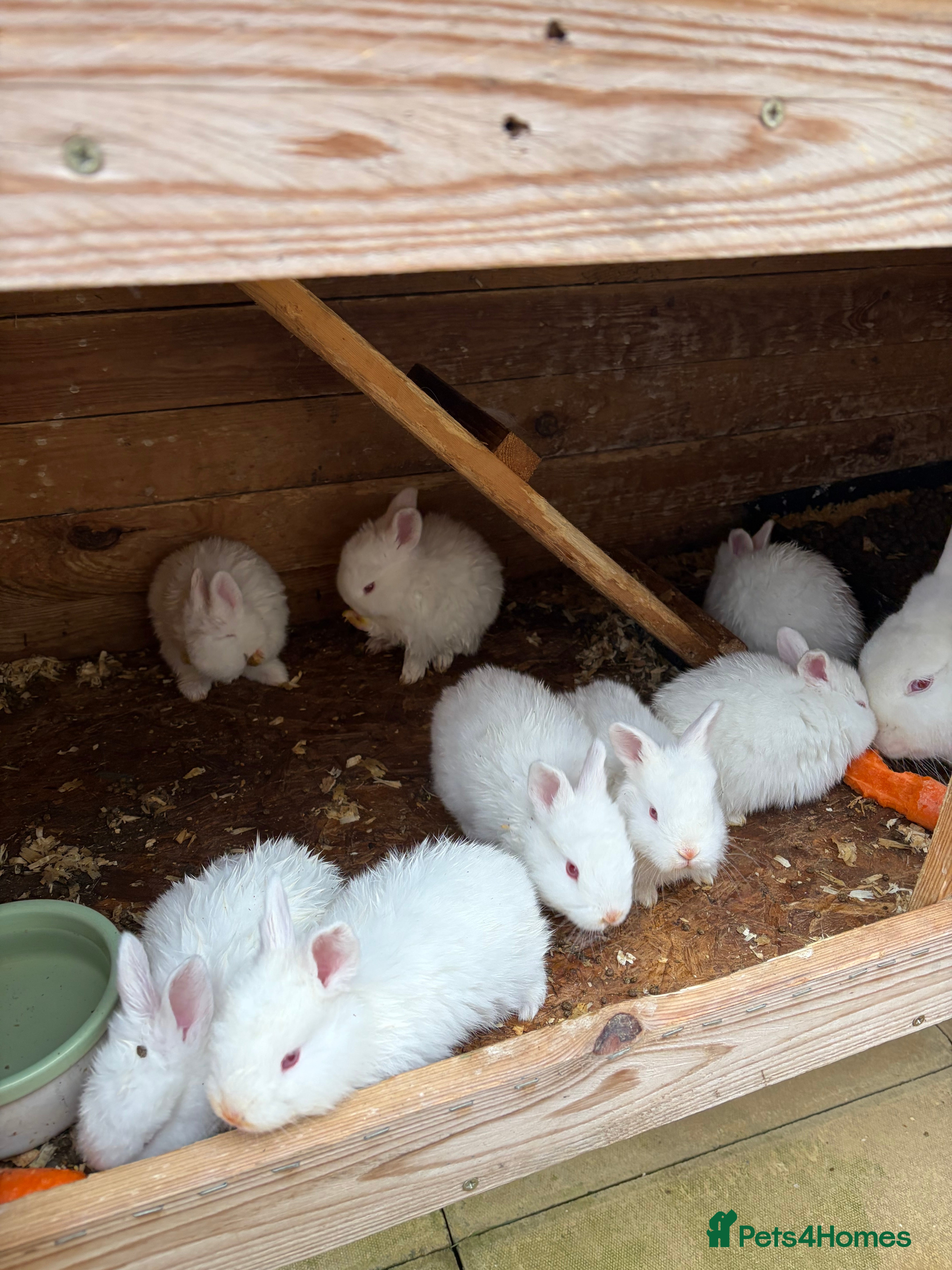 New Zealand rabbits   **"Rabbits for sale – New Zealand bread  - Advert 8