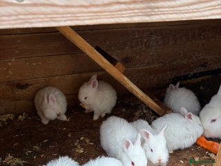 New Zealand rabbits **"Rabbits for sale – New Zealand bread - Advert 8