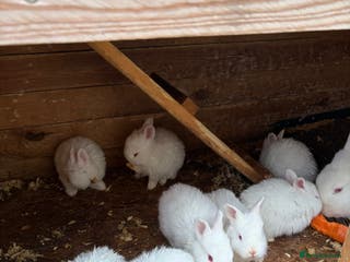 New Zealand rabbits **"Rabbits for sale – New Zealand bread - Advert 13