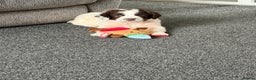 English Springer Spaniel dogs for sale: Beautiful Springer Spaniel Male  - Advert 4