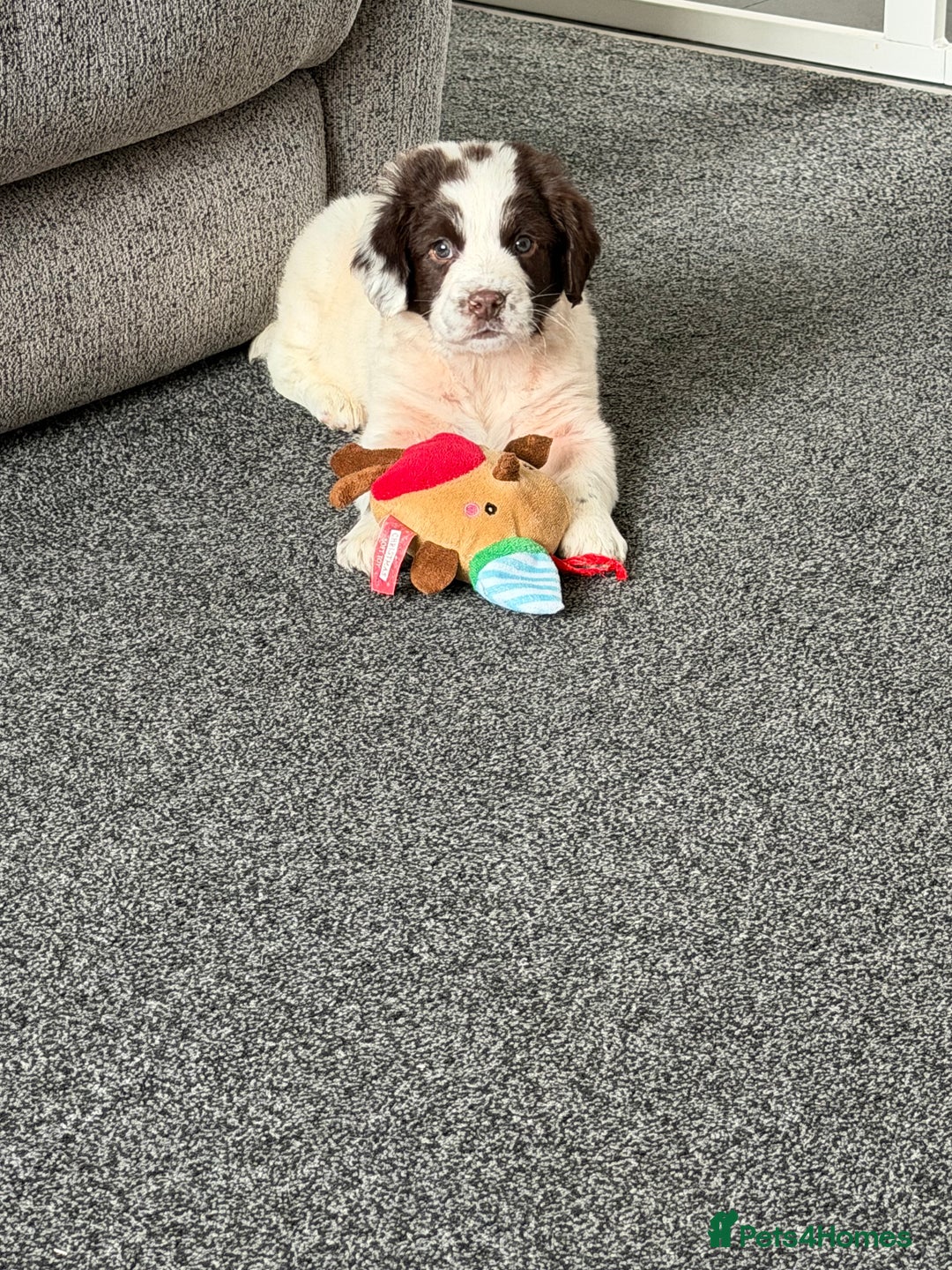 English Springer Spaniel dogs for sale: Beautiful Springer Spaniel Male  - Advert 4