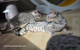 Bengal cats for sale: Two Silver Bengal Sisters  - Image 9
