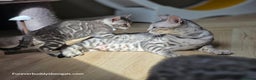 Bengal cats for sale: Two Silver Bengal Sisters  - Advert 9
