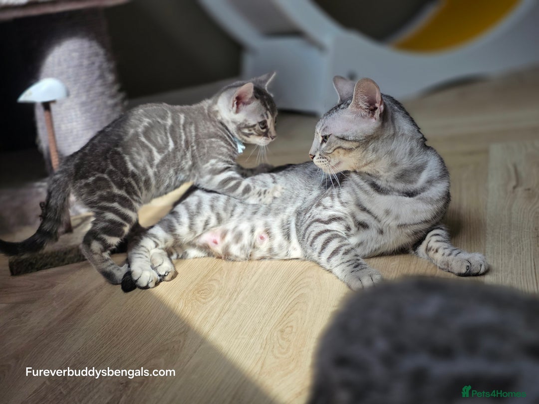 Bengal cats for sale: Two Silver Bengal Sisters  - Image 9