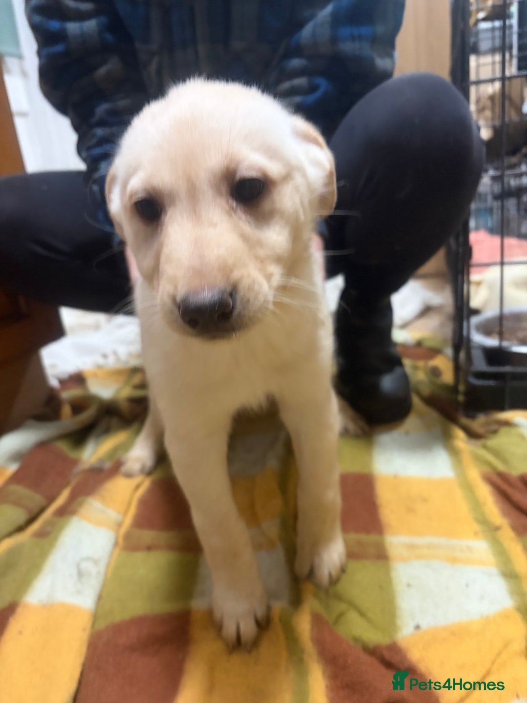 Mixed Breed dogs for sale: Shepsky x Labrador  - Advert 4