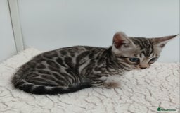 Bengal cats for sale: Stunning Bengal kittens - Image 7