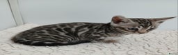 Bengal cats for sale: Stunning Bengal kittens - Advert 7