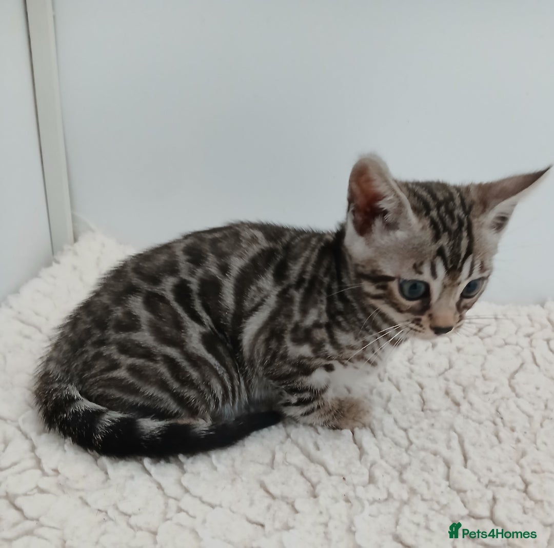Bengal cats for sale: Stunning Bengal kittens - Image 7