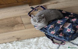 British Shorthair cats for sale: GCCF REGISTERED BRITISH SHORTHAIR KITTENS  - Image 9