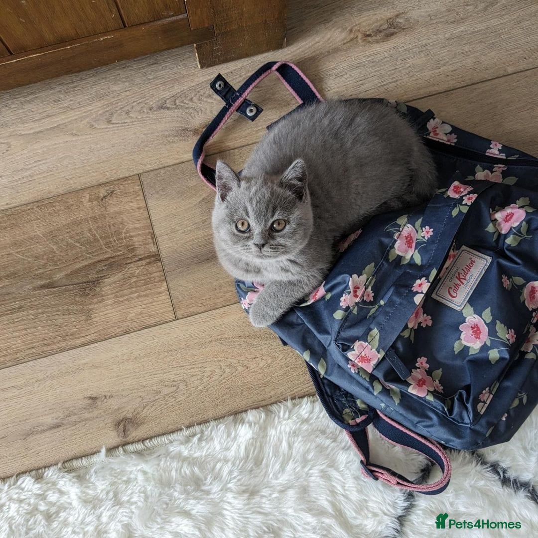 British Shorthair cats for sale: GCCF REGISTERED BRITISH SHORTHAIR KITTENS  - Image 9