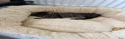 Mixed Breed cats for sale: 3 Siamese/tabby kittens  - Advert 7