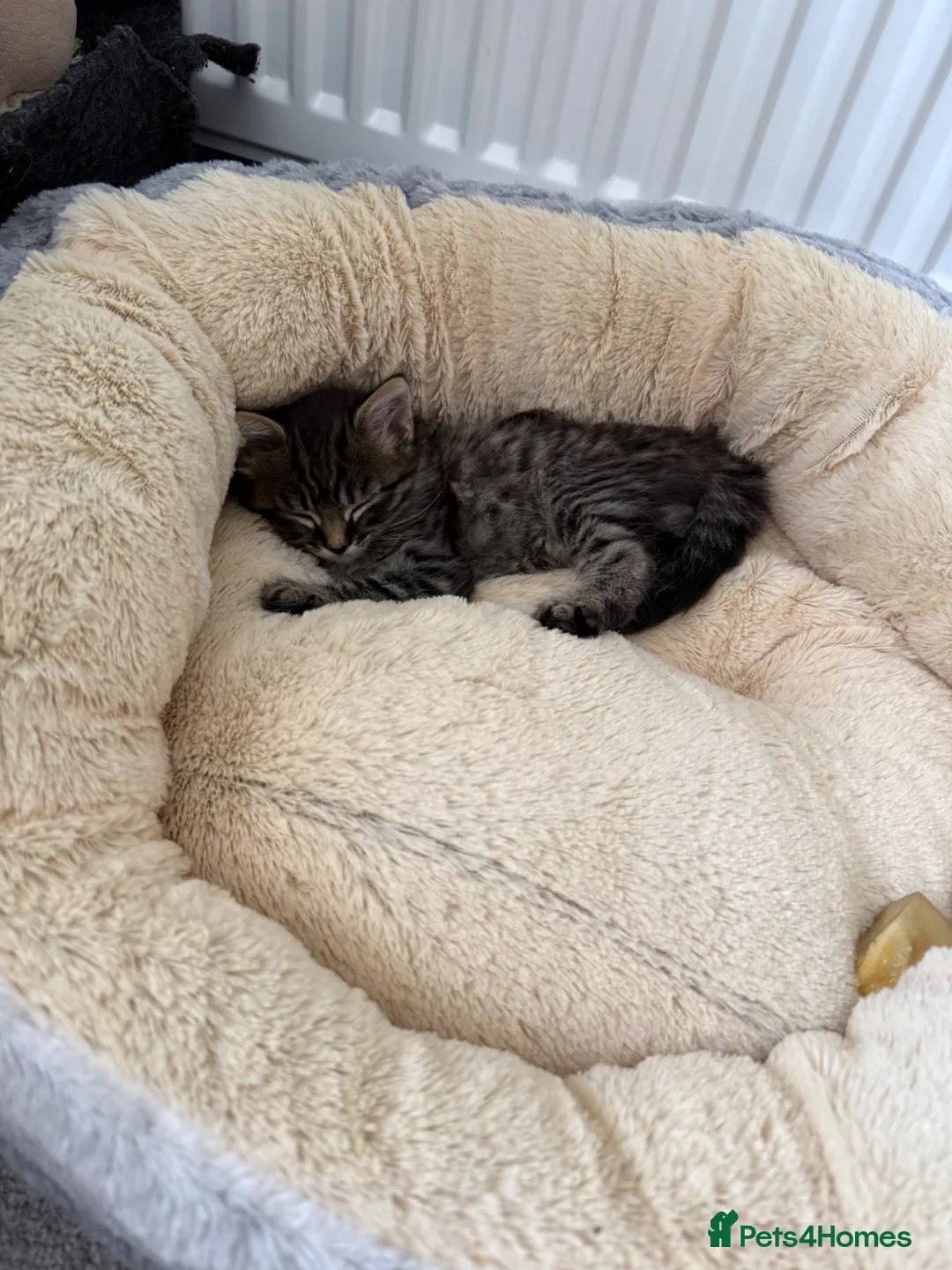 Mixed Breed cats for sale: 3 Siamese/tabby kittens  - Advert 7