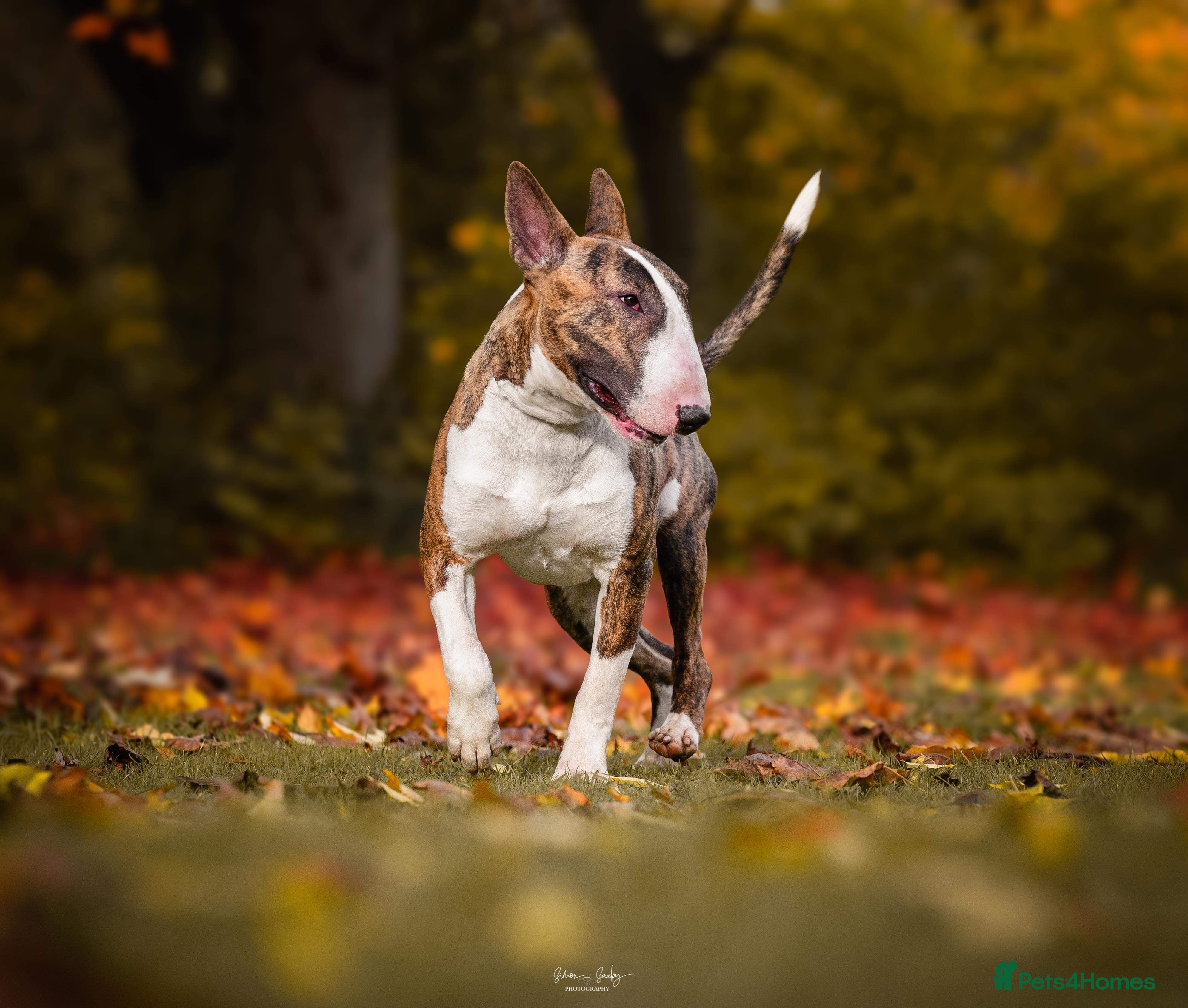 English Bull Terrier dogs CH Sired English bull terrier STUD - Advert 2