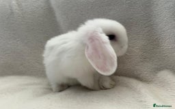 Mini Lop rabbits for sale: Two Female Mini Lops - Image 3