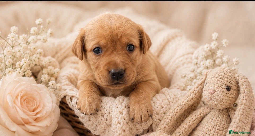 Labrador Retriever dogs KC Reg Labrador Retriever Puppies  - Advert 2
