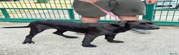 Cane Corso dogs for sale: 1 male 1 female cane  in Romford - Advert 5