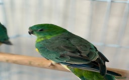 Parrots birds for sale: Beautiful talking singing Young Red Rump Parrot  - Image 3