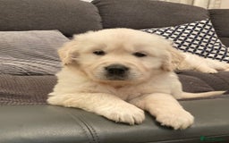 Golden Retriever dogs for sale: STUNNING HEALTH CHECKED PUPPIES READY - Image 2