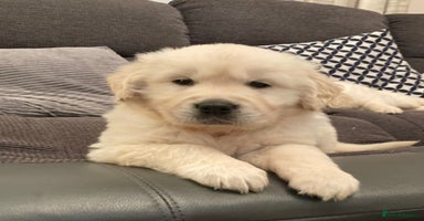 Golden Retriever dogs - Advert 3