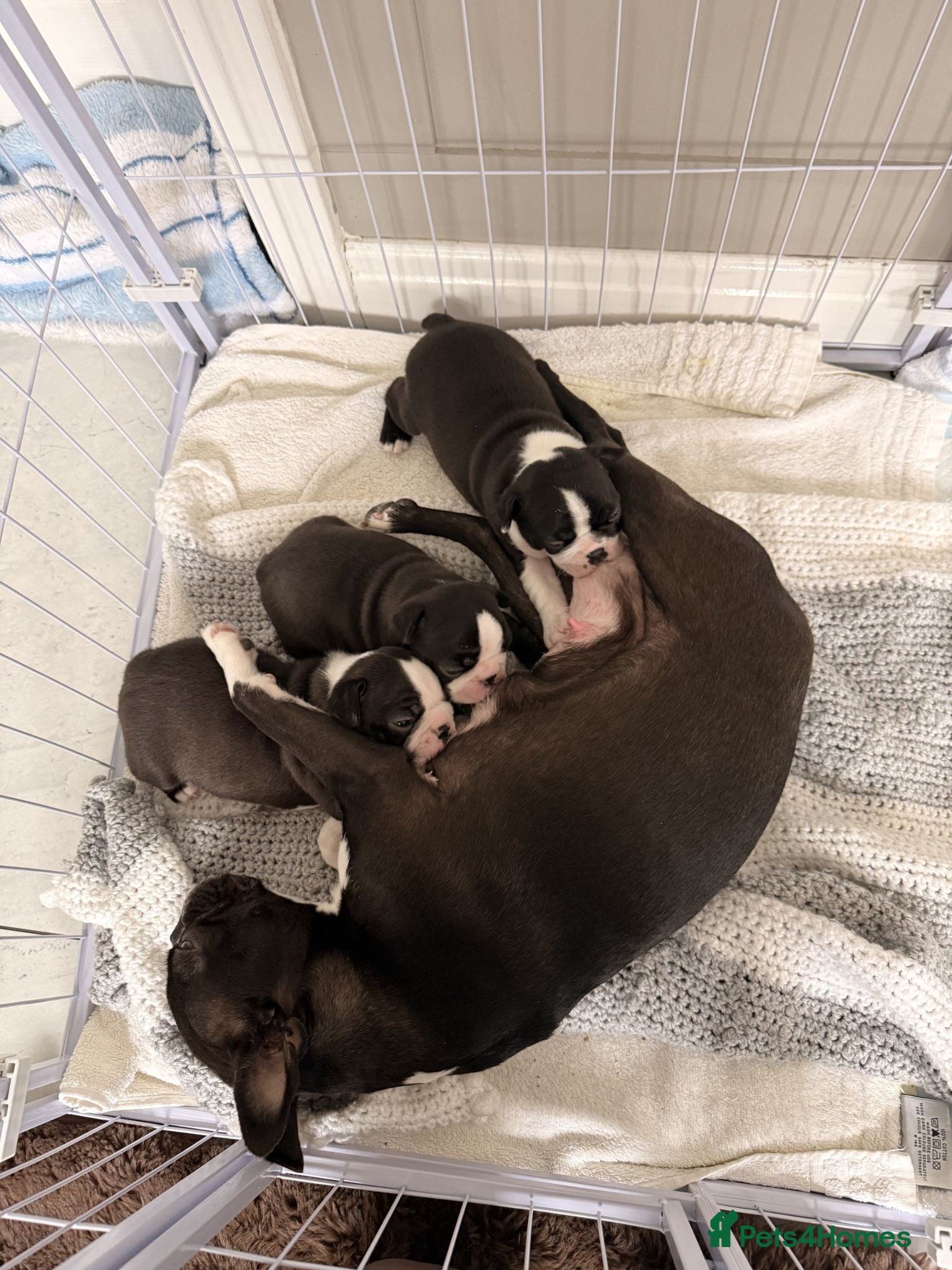 Boston Terrier dogs KC Registered Boston Terriers ready now - Advert 2