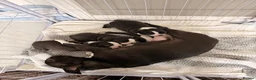 Boston Terrier dogs for sale: KC Registered Boston Terriers ready now in Chesterfield - Advert 1
