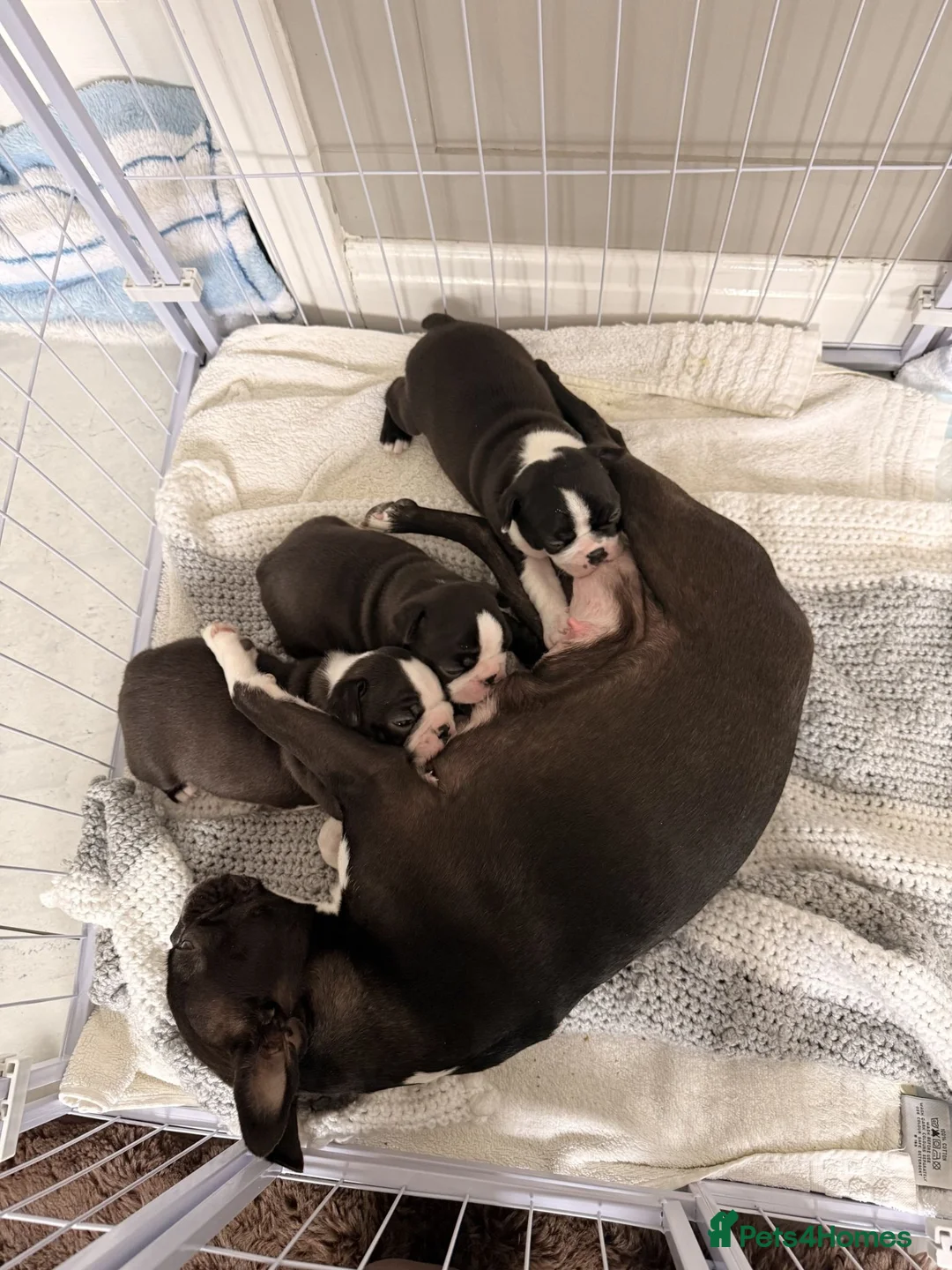 Boston Terrier dogs for sale: KC Registered Boston Terriers ready now in Chesterfield - Advert 1