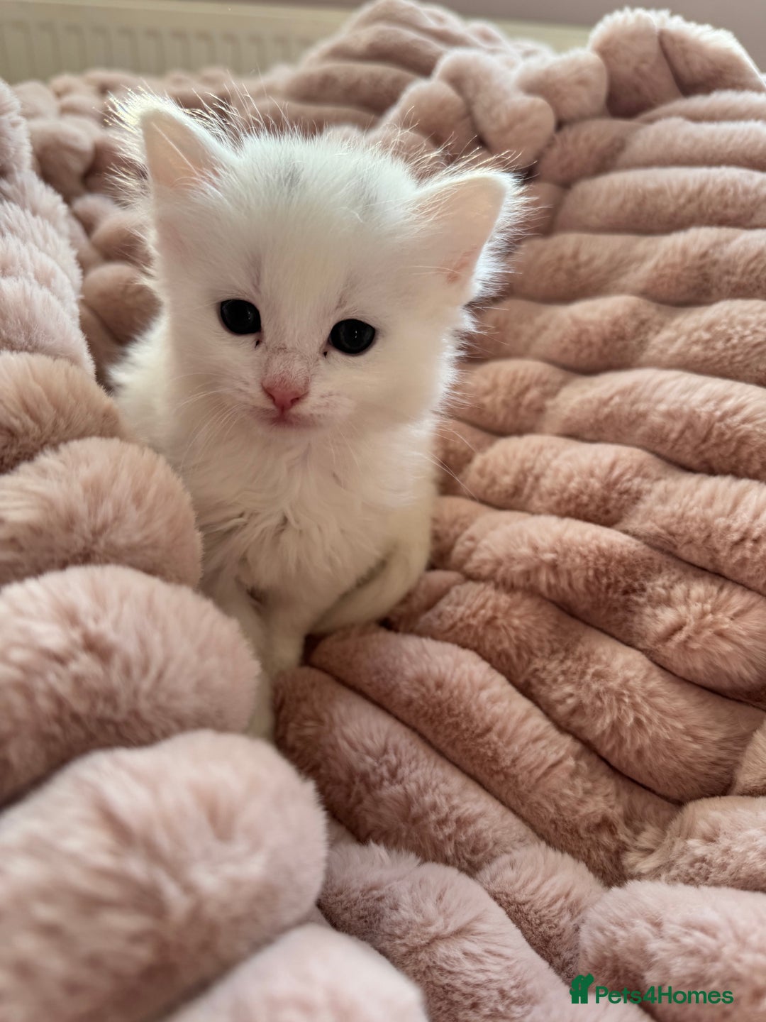 Mixed Breed cats for sale: adorable, cuddly kittens ready to go this weekend - Advert 5