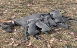 Whippet dogs for sale: Gentle, Loving Whippet Puppies – Ready Now  - Image 13