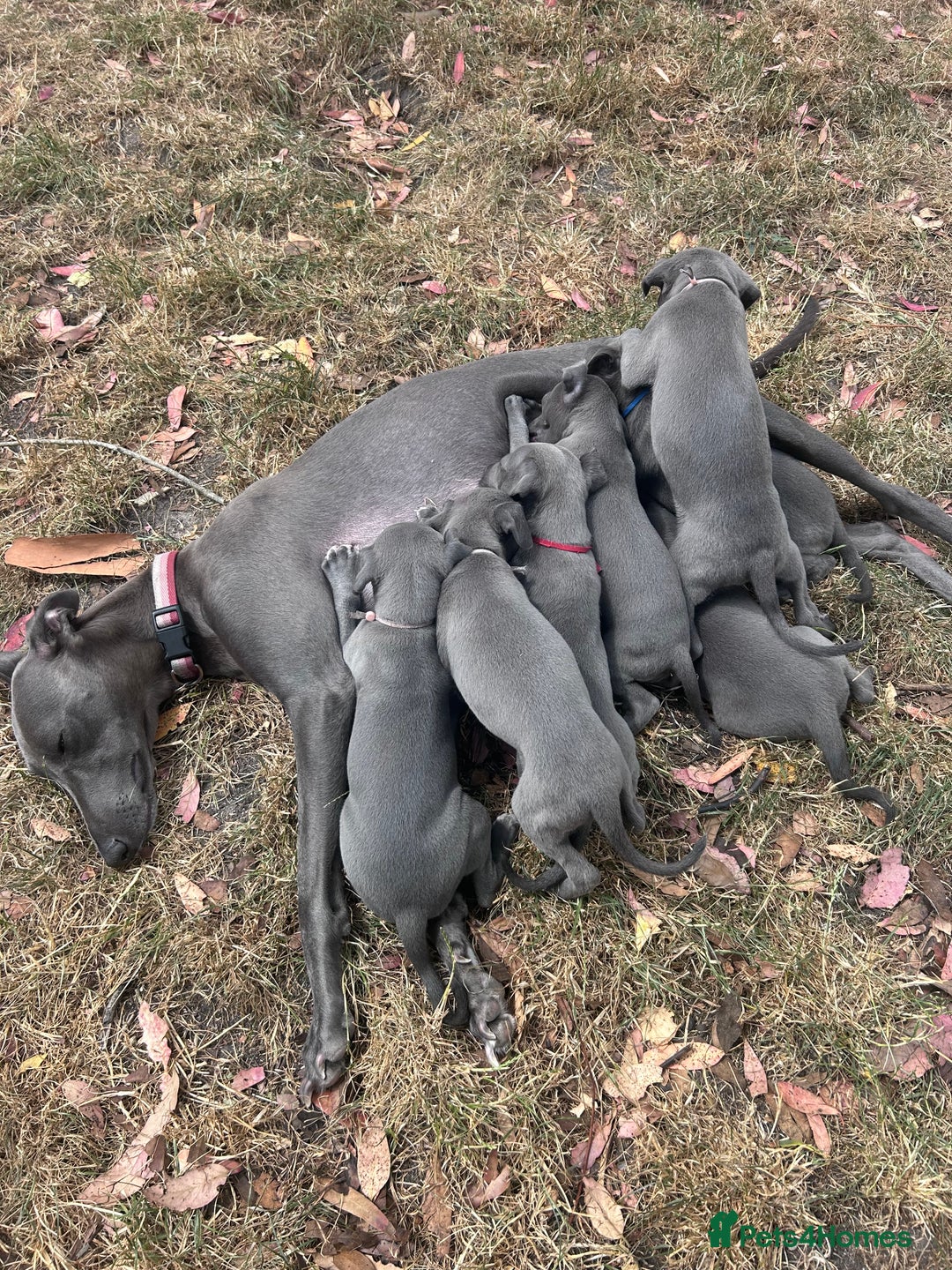 Whippet dogs for sale: Gentle, Loving Whippet Puppies – Ready Now  - Image 13
