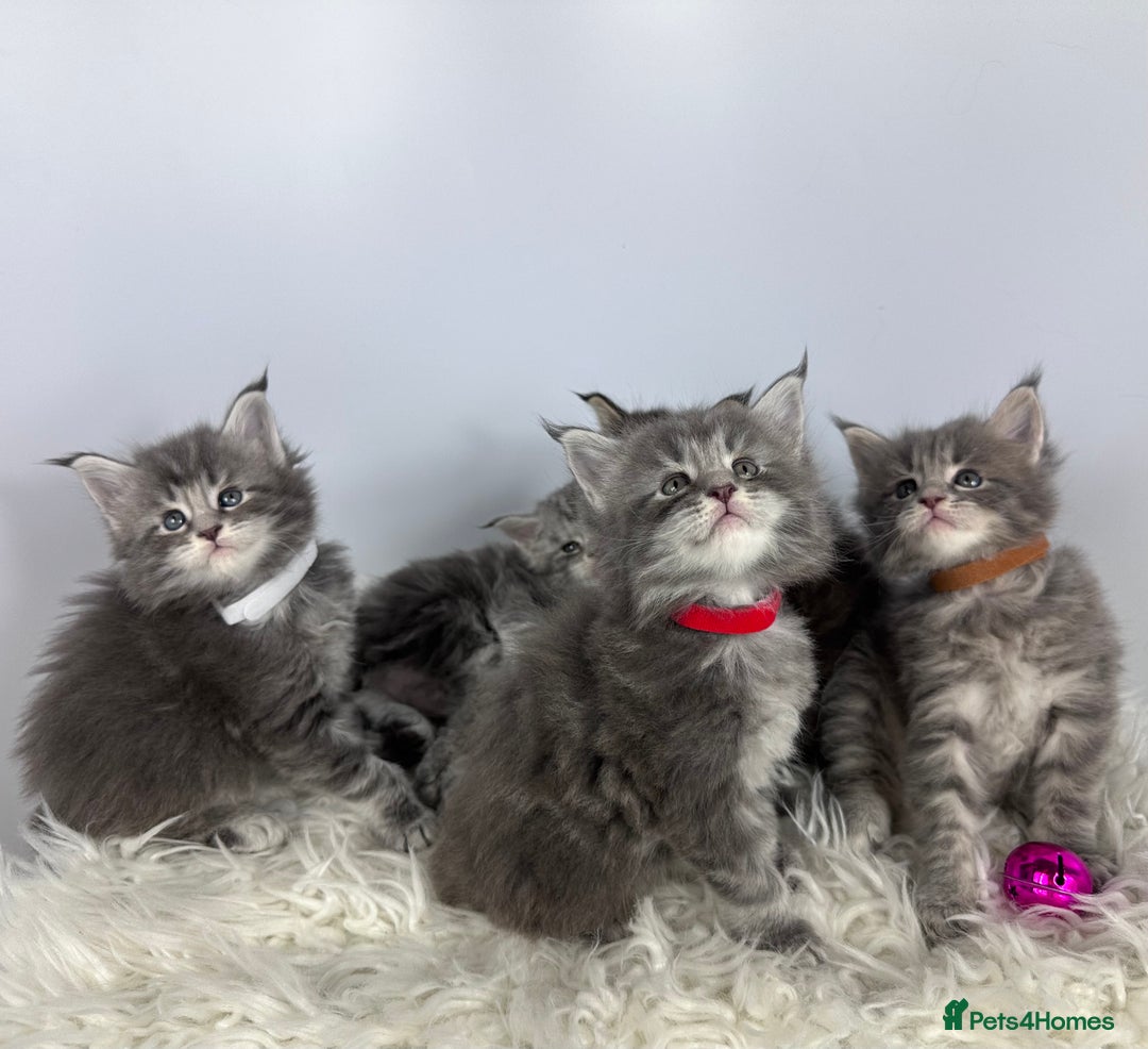 Maine Coon cats for sale: 6 Gorgeous Pure Breed Maine Coon Kittens - Advert 30