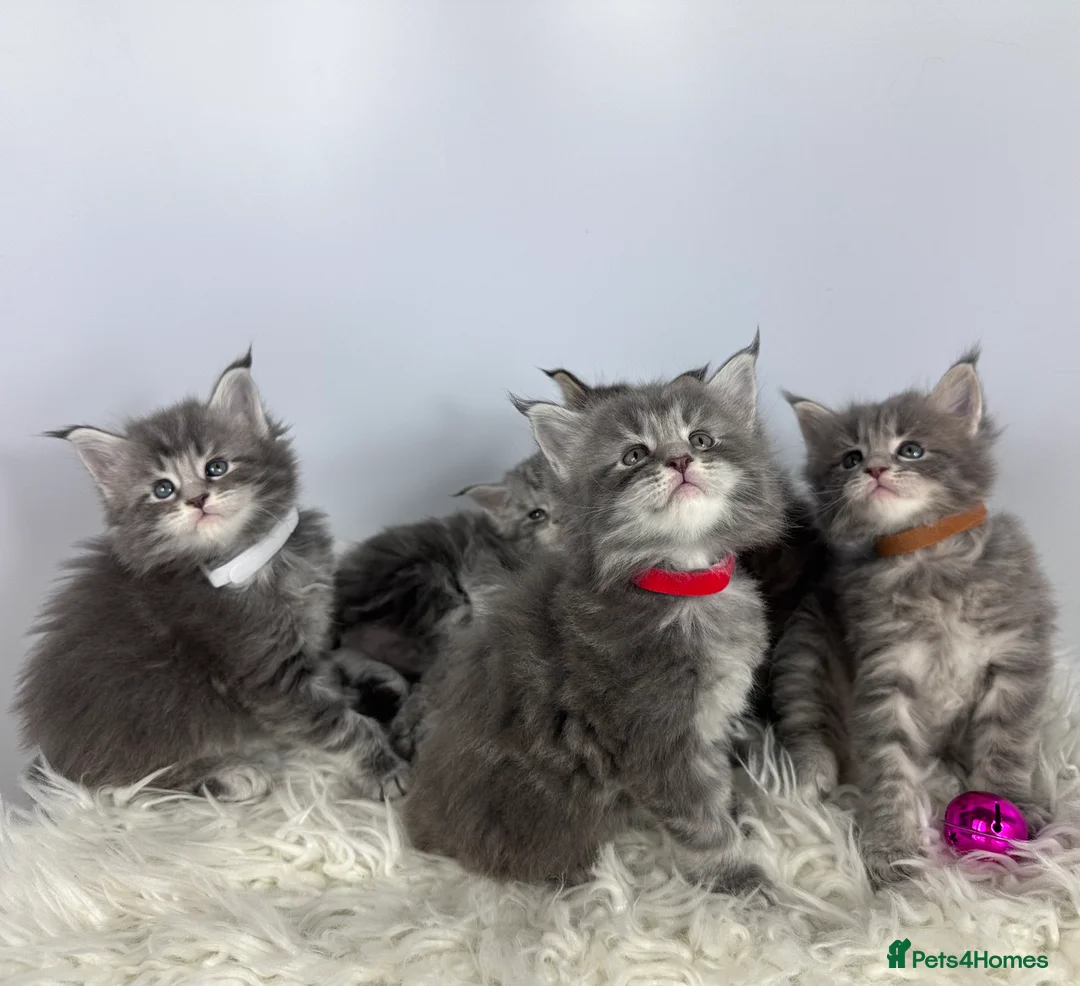 Maine Coon cats for sale: ✨Last 2 Gorgeous Pure Breed Maine Coon Kittens✨ - Advert 28