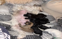 Poochon dogs for sale: Poochon puppies for sale - Image 13