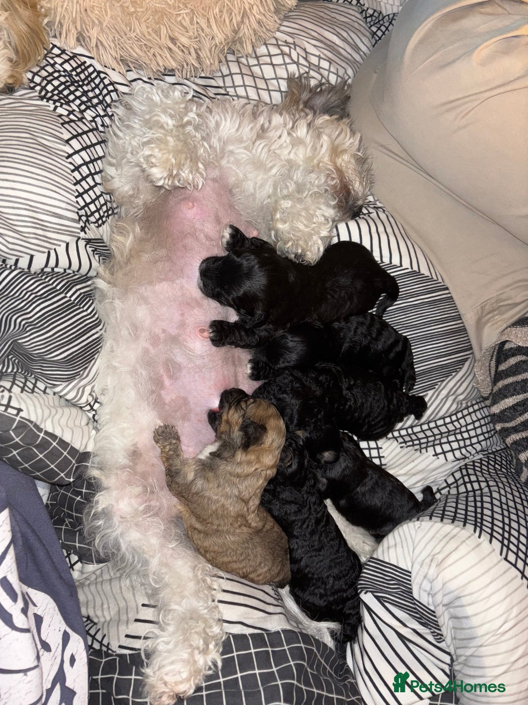 Poochon dogs for sale: Poochon puppies for sale - Image 13