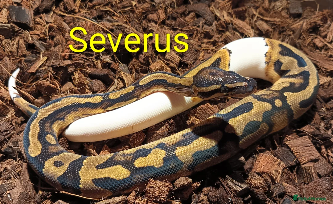 Python Snake reptiles for sale: Ball pythons (8mth). Pied/Firefly/Gene X/Mojave) - Advert 25
