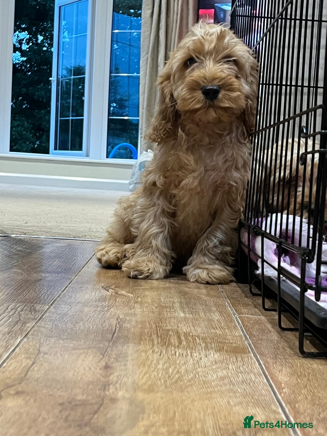 Cockapoo dogs for sale: Healthy Cockapoos boys fully vaccinated  - Image 19