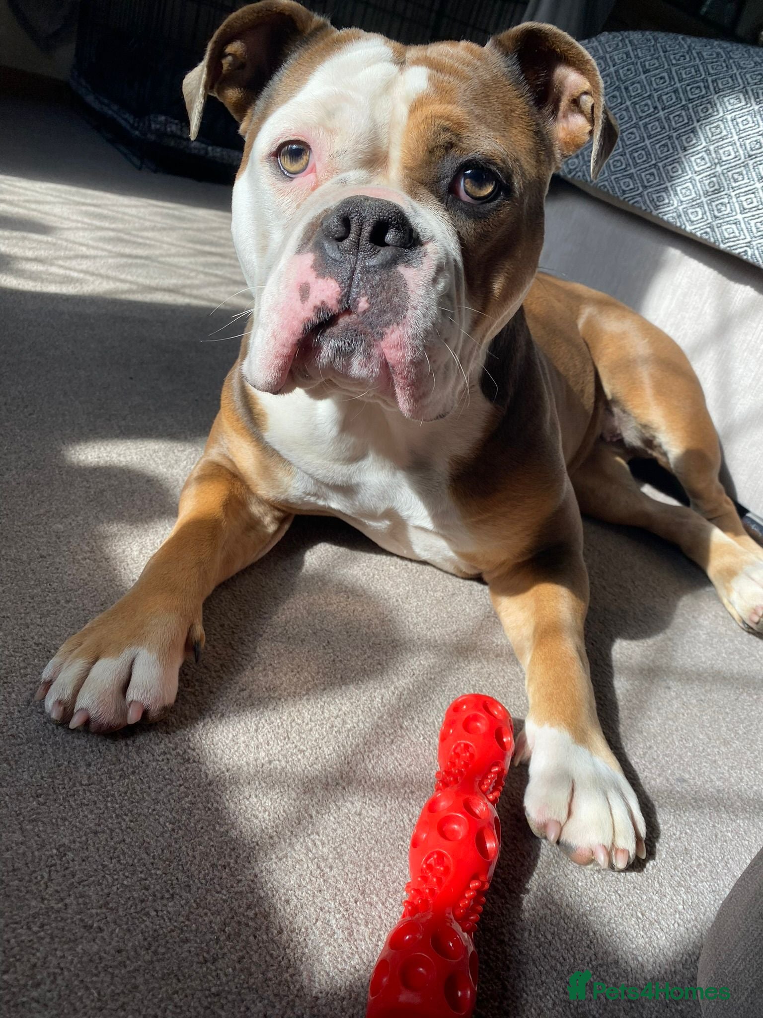 English Bulldog dogs Boo looking for loving home - Advert 3