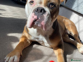 English Bulldog dogs Boo looking for loving home - Advert 4