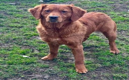 Golden Retriever dogs for sale: Fully health tested kennel club registered puppies - Image 11