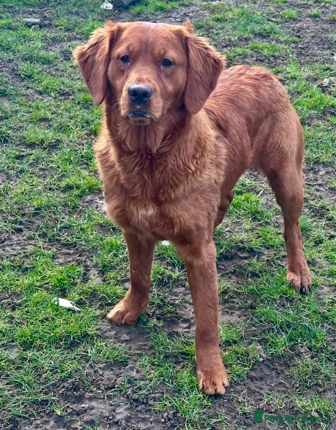 Golden Retriever dogs for sale: Fully health tested kennel club registered puppies - Image 11