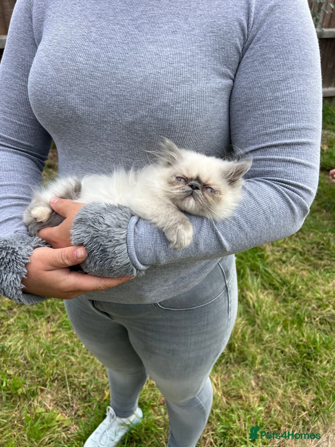 Persian cats for sale: Color point Persian kittens - Image 6