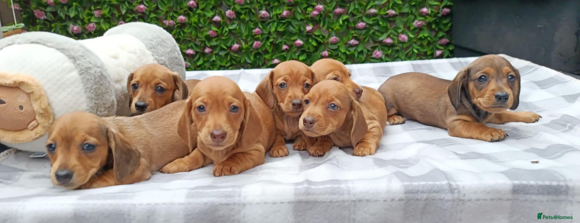 Miniature Dachshund dogs for sale: Quality Bred Health tested mini/pra clear  - Advert 1