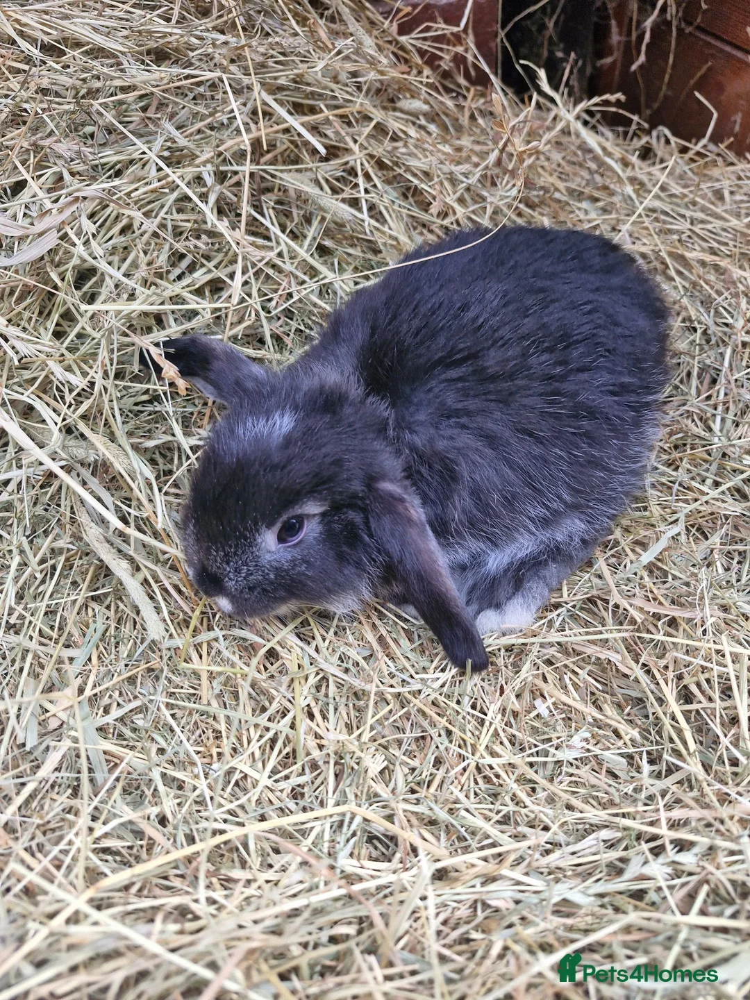 Mini Lop rabbits for sale: **mini lops ready now ** - Advert 15