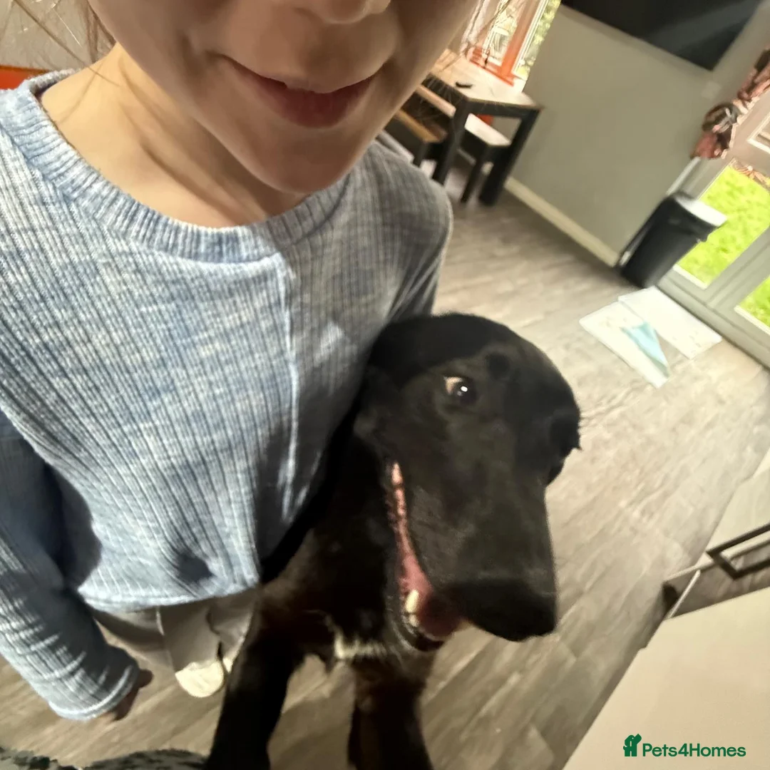 Mixed Breed dogs for adoption: Roberta 🩷 - Advert 3