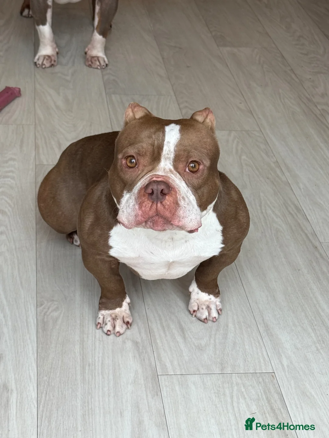 American Bully dogs for sale: Micro bully  - Advert 1